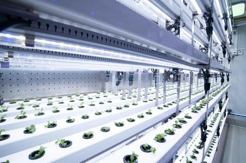 新農(nóng)人的求索 既要種菜，也要種錢——信息科技賦能現(xiàn)代農(nóng)業(yè)新路徑